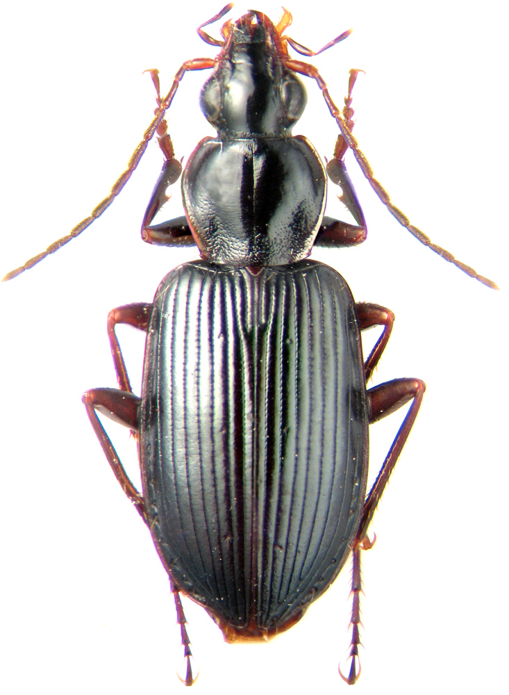 Subgenus Anchomenus sensu stricto - Carabidae