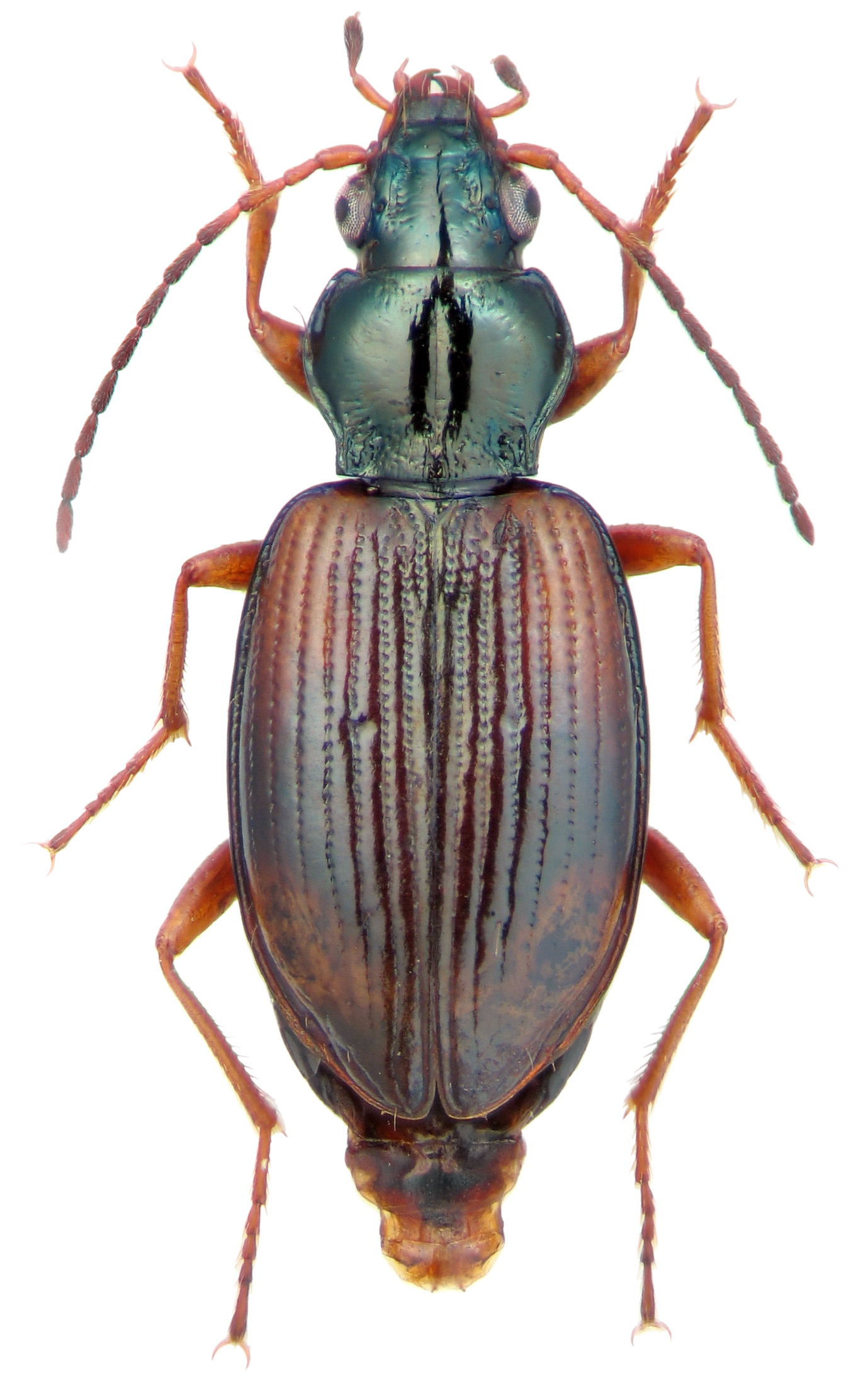 Subgenus Peryphus Dejean, 1821: 17 - Carabidae