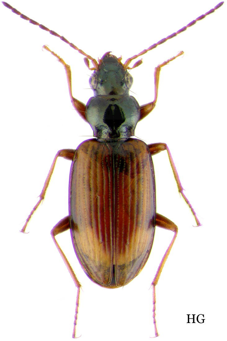 Subgenus Peryphus Dejean, 1821: 17 - Carabidae