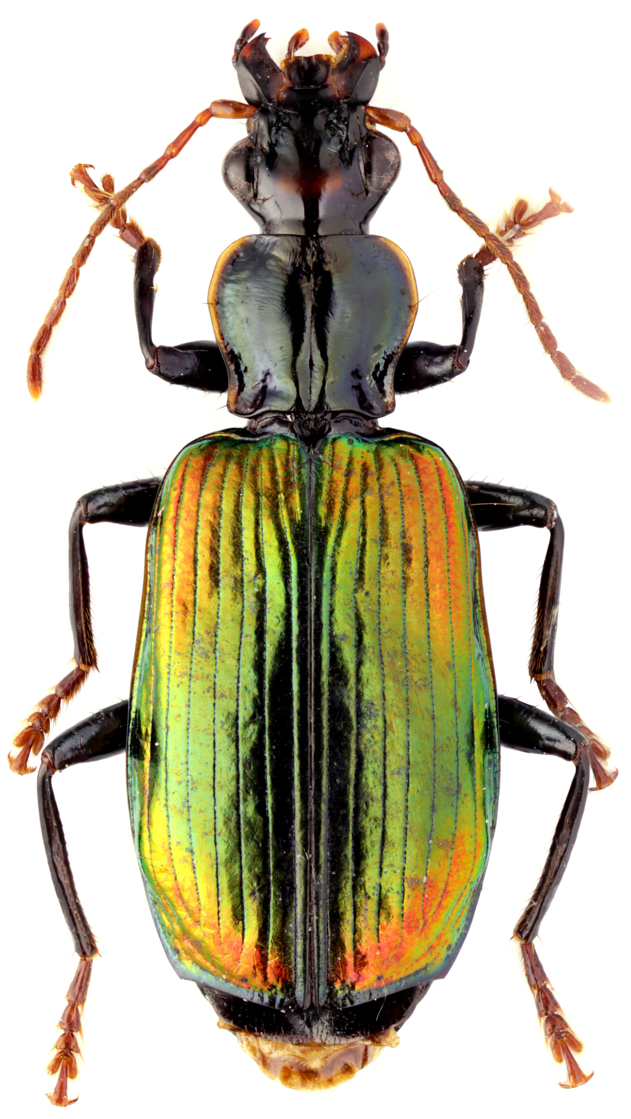 Subtribe Calleidina Csiki, 1932 - Carabidae