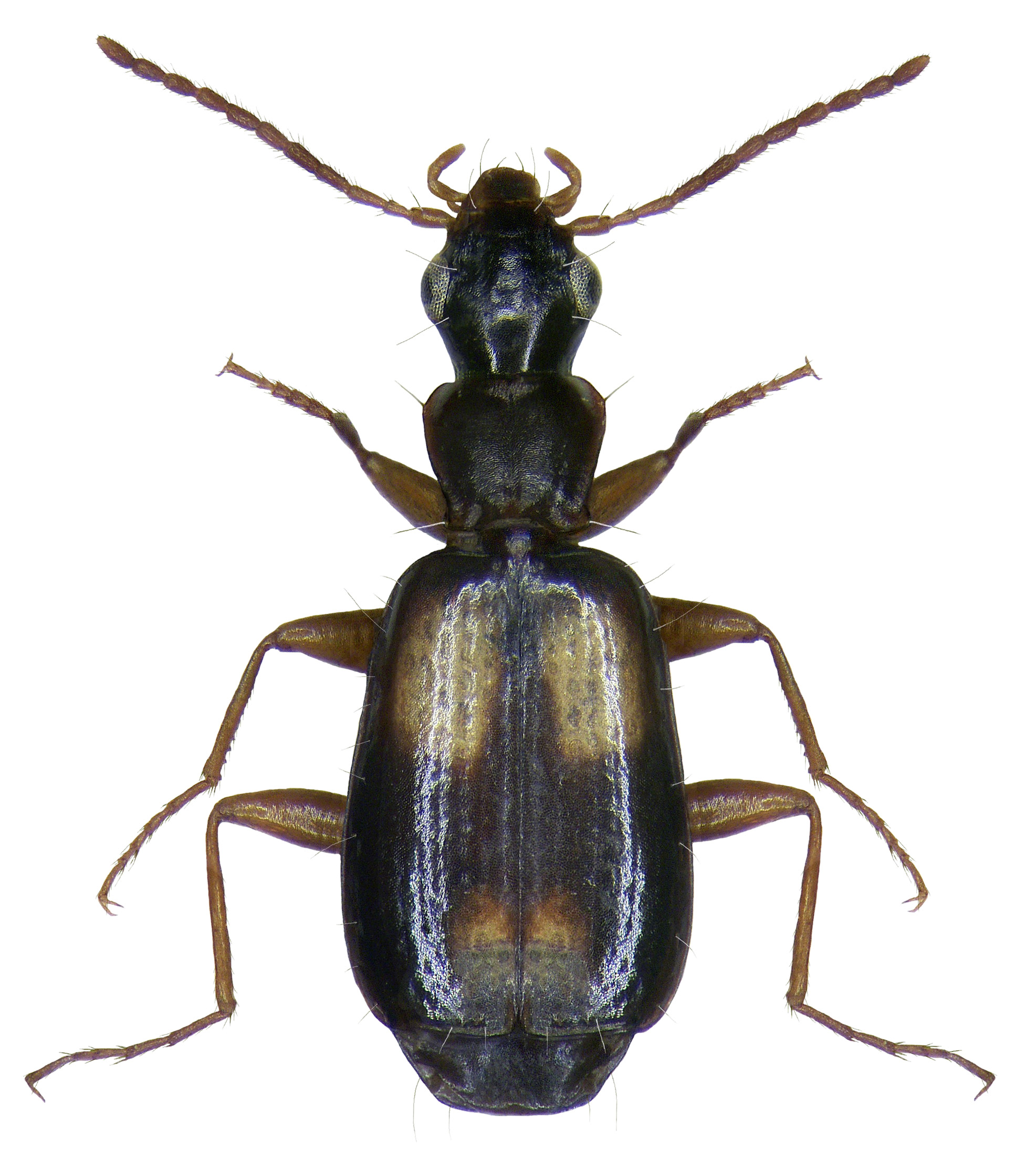 Subfamily Lebiinae Bonelli, 1810 - Carabidae