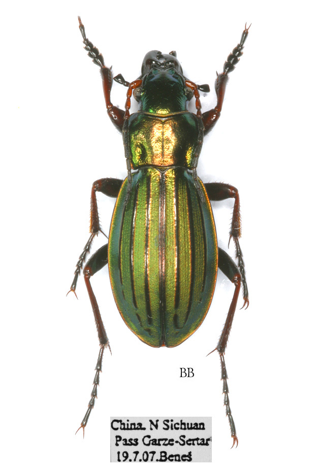 Carabus (Calocarabus) linxiaensis Deuve, 1992 - Carabidae