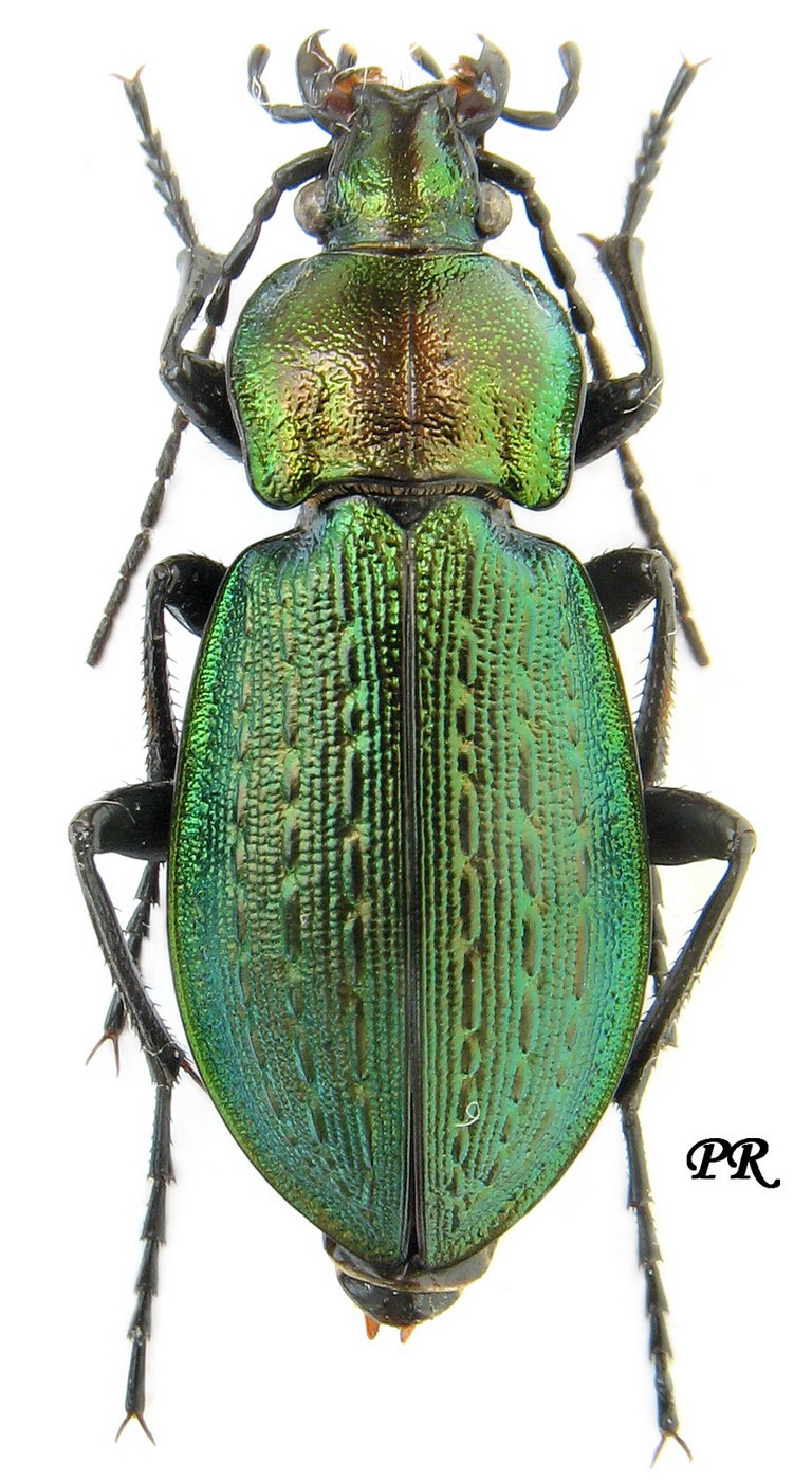 Carabus (Carabus) arvensis arvensis Herbst, 1784 - Carabidae