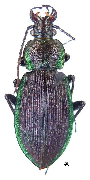 Carabus (Carabus) arvensis faldermanni Dejean, 1829 - Carabidae