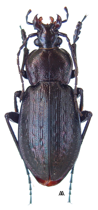 Carabus (Carabus) arvensis sylvaticus Dejean, 1826 - Carabidae