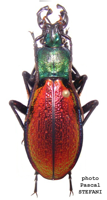 Carabus (Chrysocarabus) hispanus Fabricius, 1787 - Carabidae