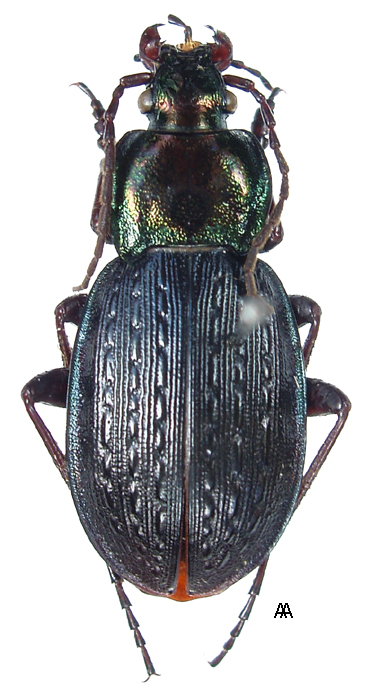 Carabus (Eucarabus) billbergi billbergi Mannerheim, 1827 - Carabidae