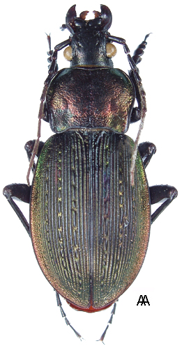 Subgenus Isiocarabus Reitter, 1896 - Carabidae