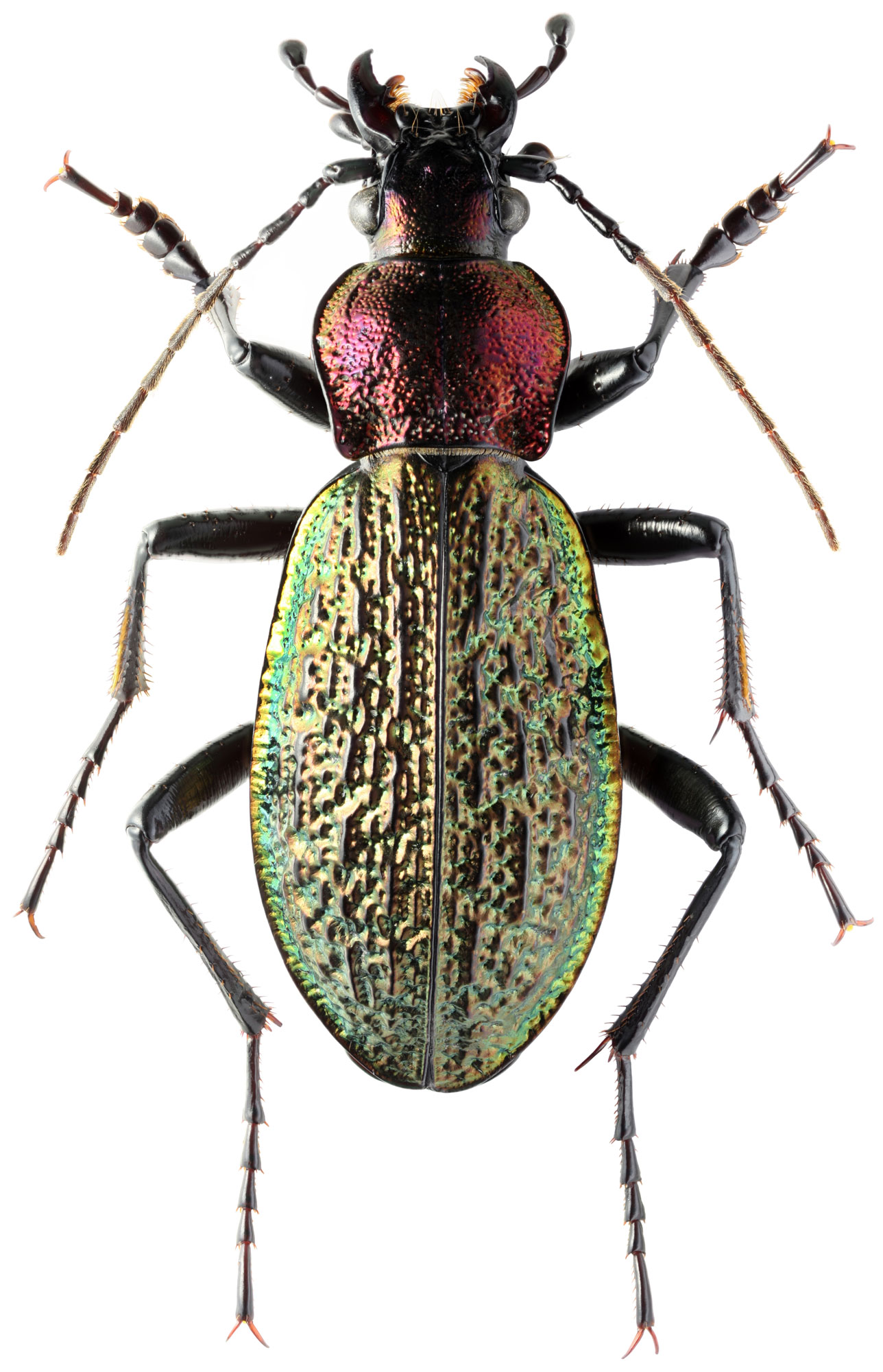 Carabus (Megodontus) avinovi Semenov & Znojko, 1932 - Carabidae