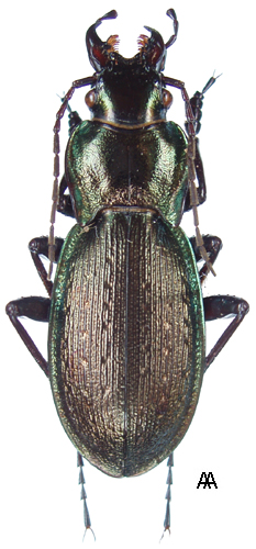 Carabus (Mesocarabus) macrocephalus Dejean, 1826 - Carabidae