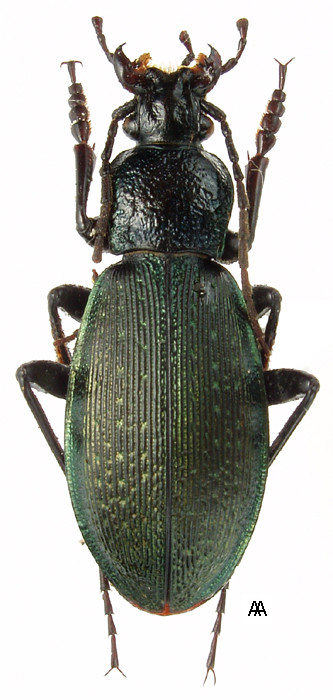 Carabus (Morphocarabus) hummeli Fischer, 1823 - Carabidae