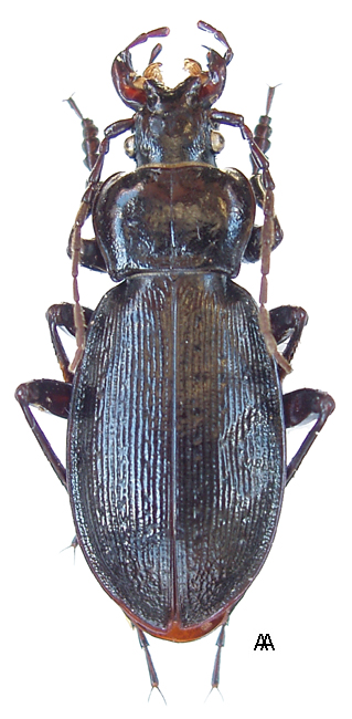 Carabus (Morphocarabus) spasskianus Fischer, 1823 - Carabidae