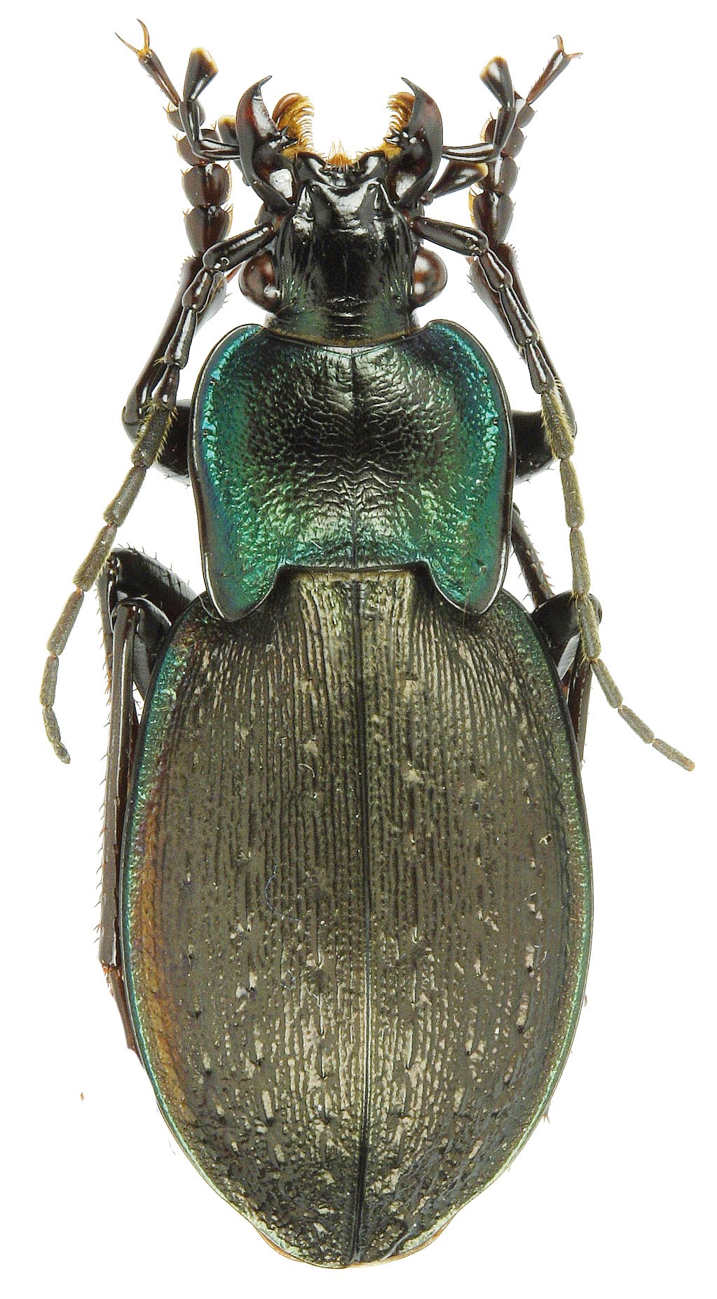 Carabus (Oreocarabus) luetgensi pseudosteuarti Lapouge, 1924 - Carabidae