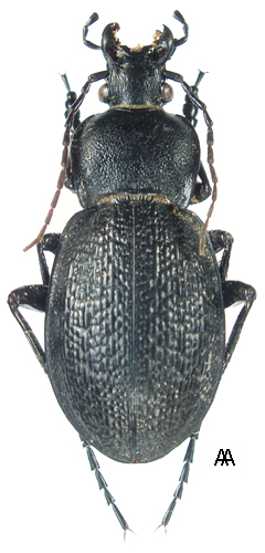 Carabus (Semnocarabus) erosus corax Semenov, 1896 - Carabidae