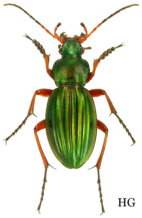 Carabus (Tachypus) auratus auratus Linne, 1761 - Carabidae