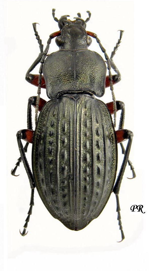 Carabus (Tachypus) cancellatus Illiger, 1798 - Carabidae