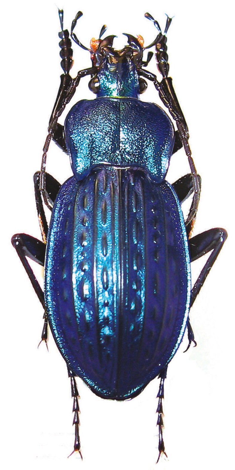 Carabus (Tachypus) cancellatus Illiger, 1798 - Carabidae