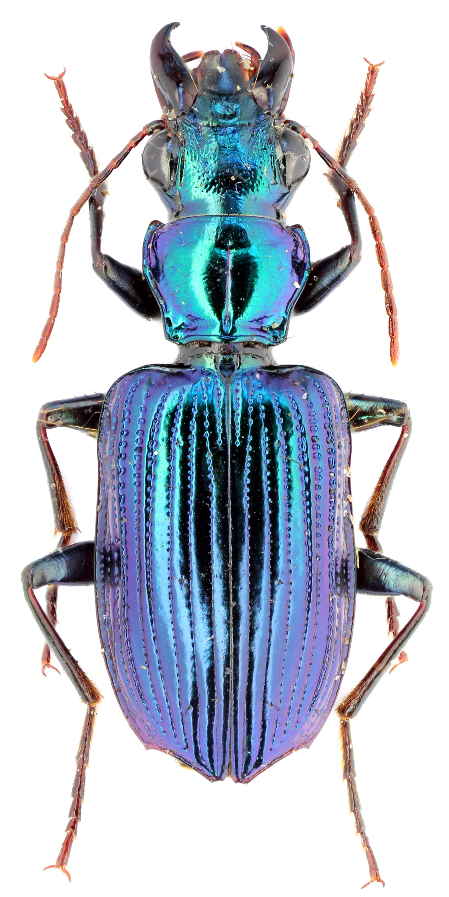 Subfamily Lebiinae Bonelli, 1810 - Carabidae