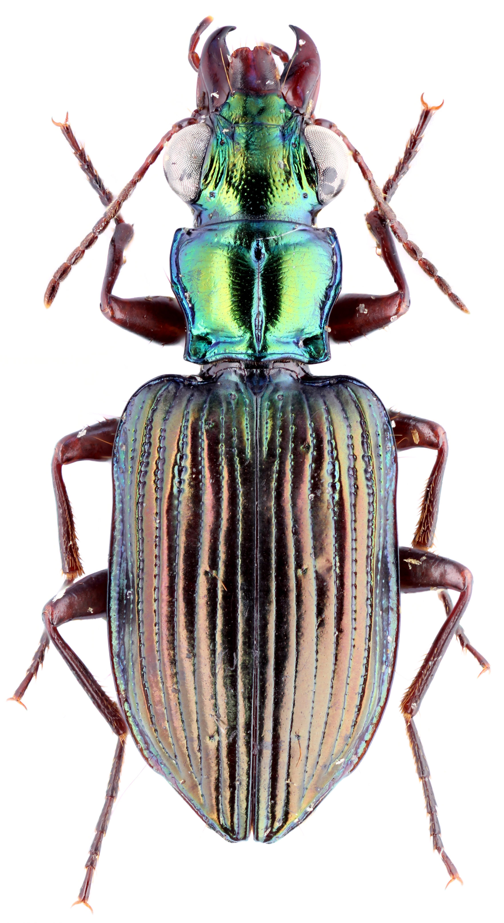 Subfamily Lebiinae Bonelli, 1810 - Carabidae