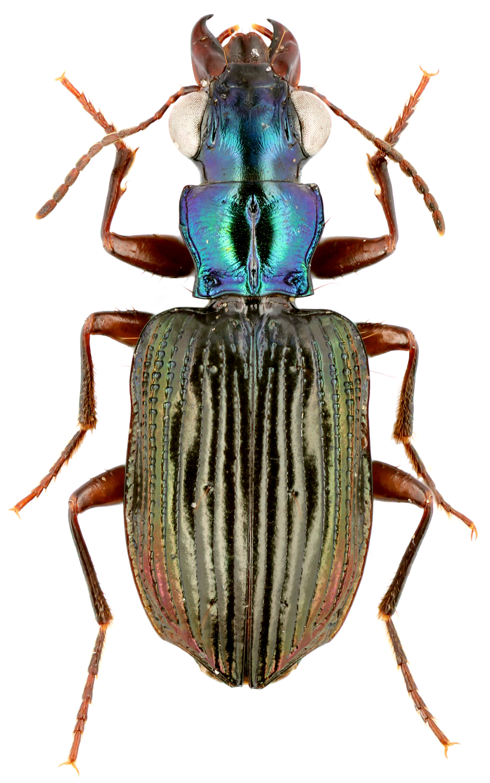 Subtribe Pericalina Hope, 1838 - Carabidae