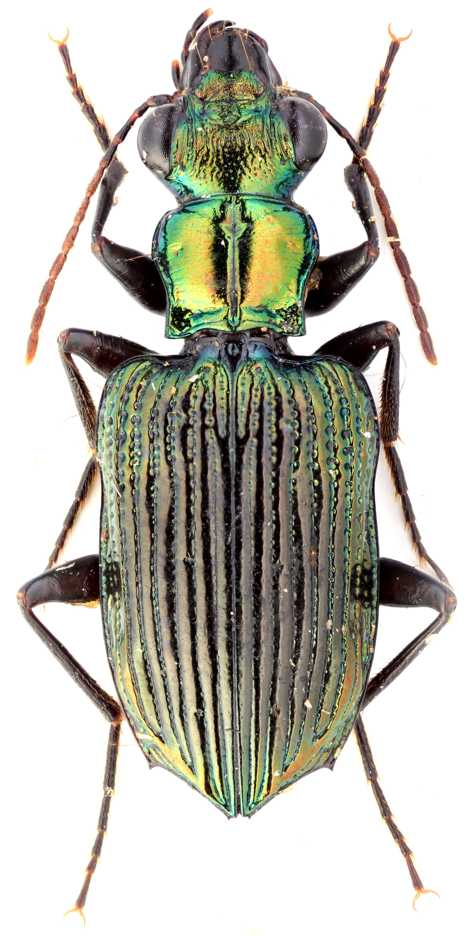 Subtribe Pericalina Hope, 1838 - Carabidae
