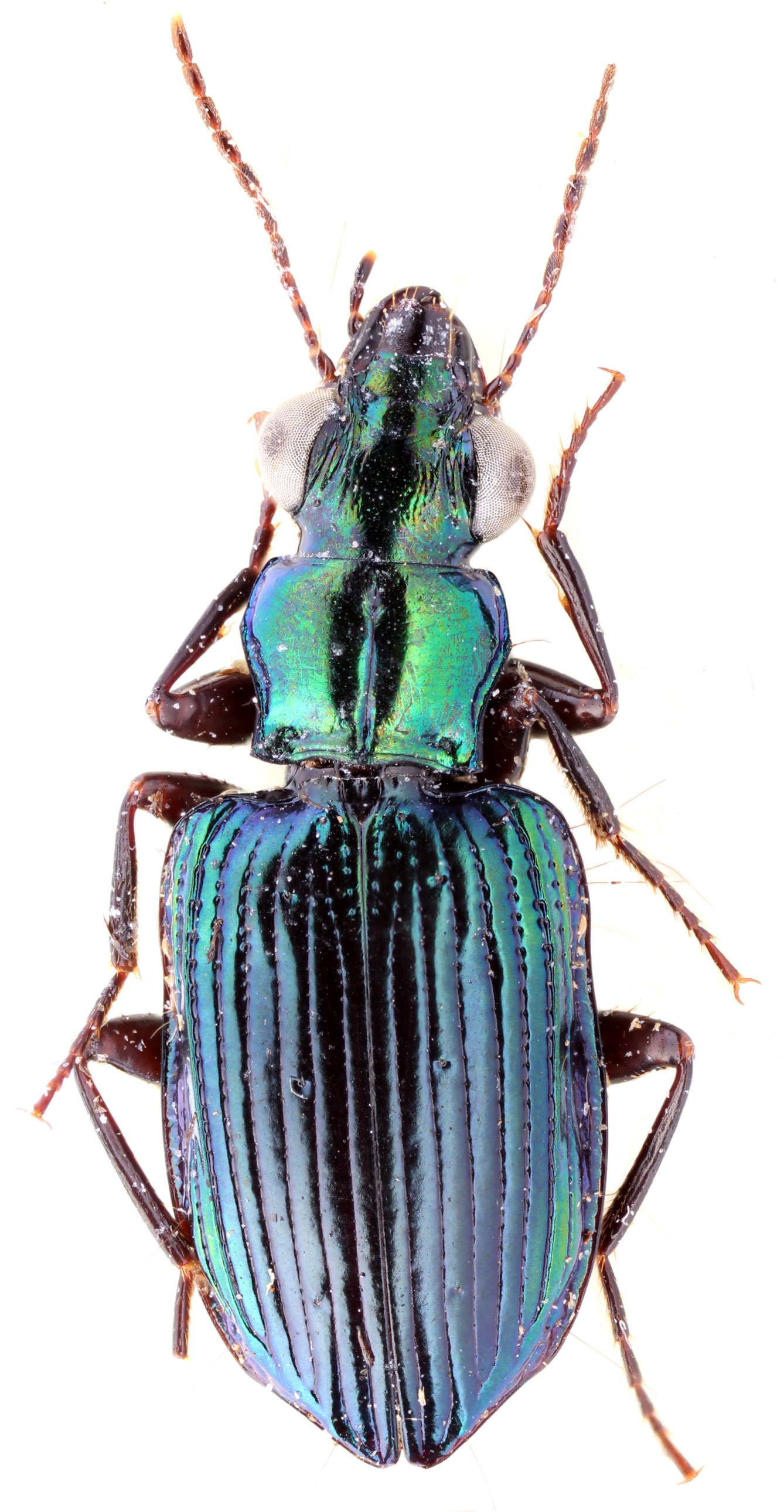 Genus Catascopus Kirby, 1825a: 94 - Carabidae