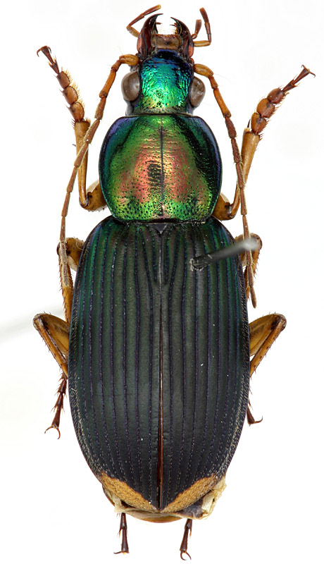 Chlaenius (Amblygenius) cambodiensis Bates, 1889 - Carabidae