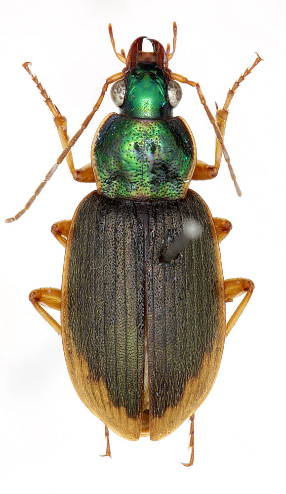 Genus Chlaenius Bonelli, 1810: - Carabidae