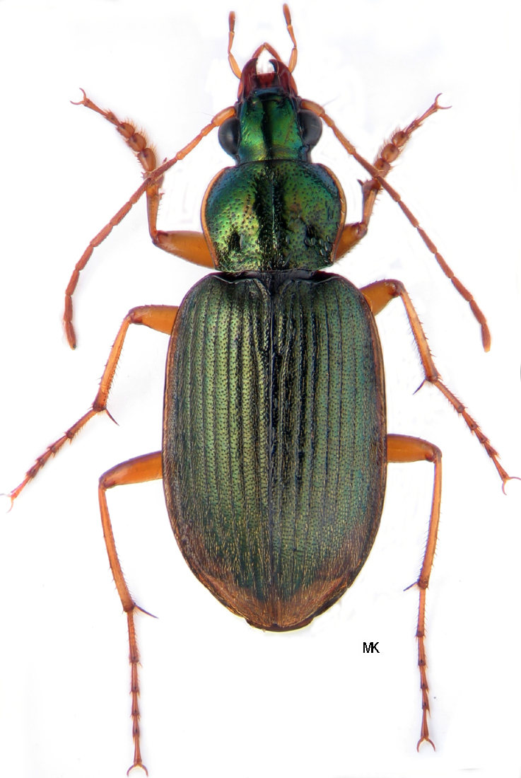 Chlaenius (Chlaeniellus) inops Chaudoir, 1856: 239 - Carabidae