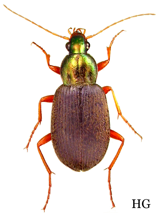 Subgenus Chlaeniellus Reitter, 1908a: 185 - Carabidae