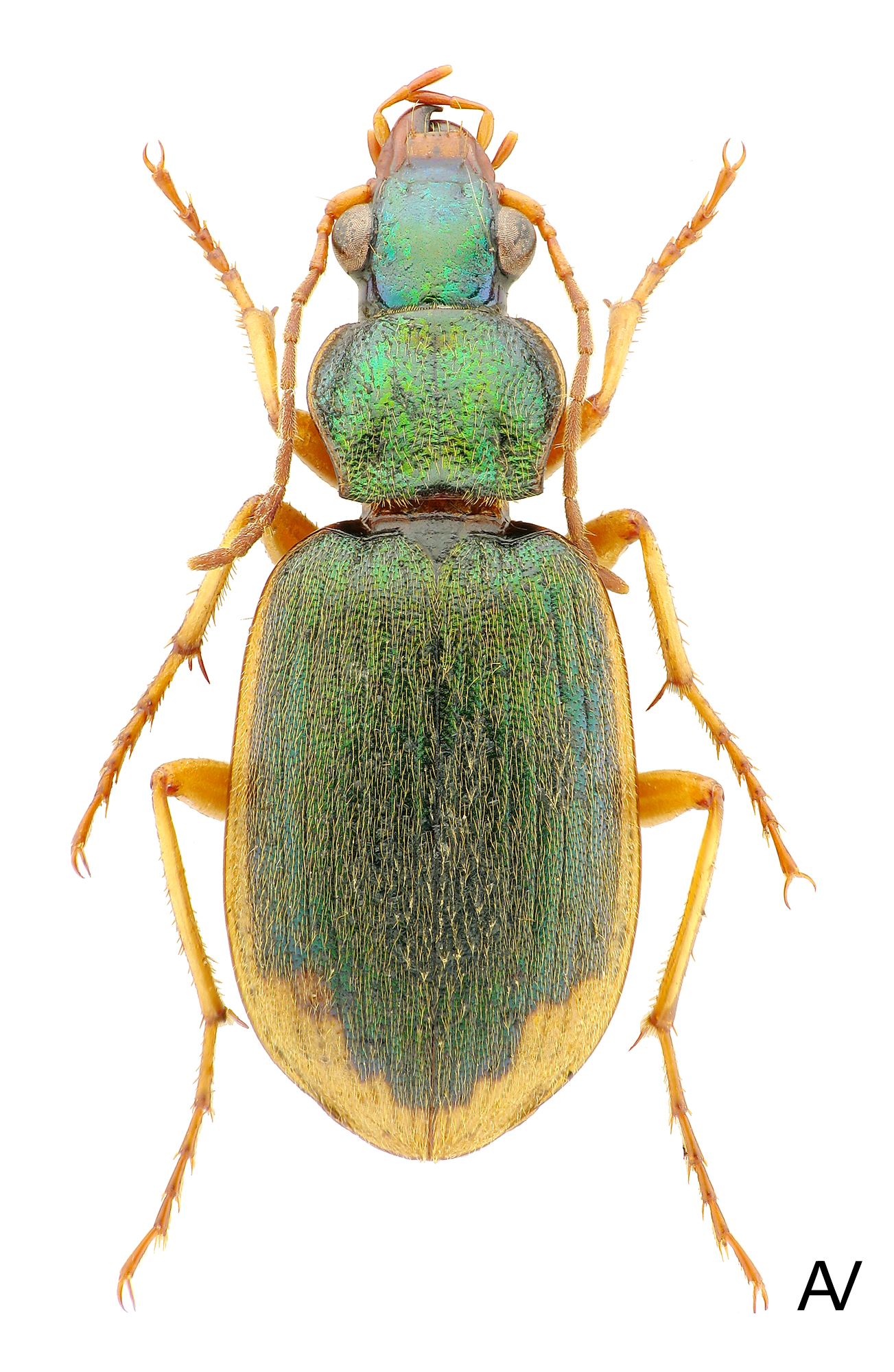 Subgenus Chlaeniellus Reitter, 1908a: 185 - Carabidae