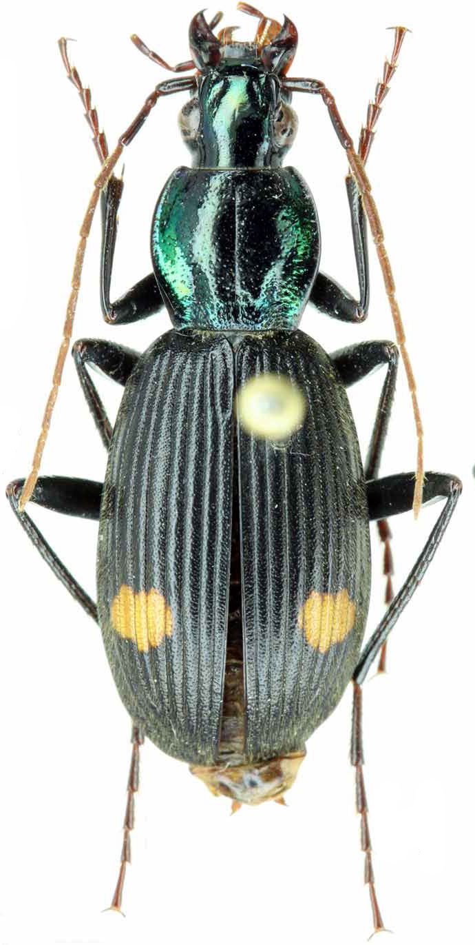 Chlaenius (Chlaenioctenus) freyi Jedlicka, 1960 - Carabidae