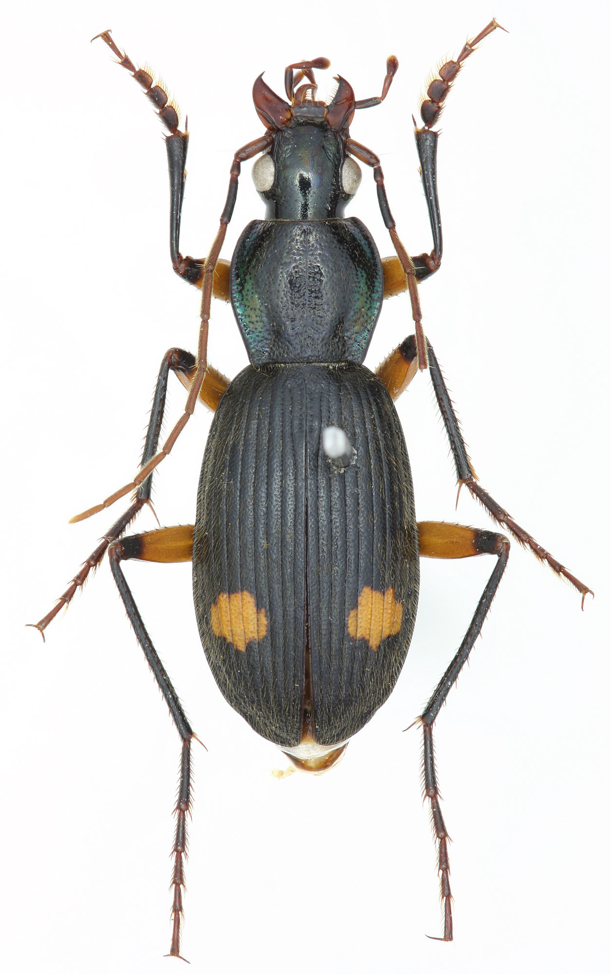 Chlaenius (Chlaenioctenus) piligenys Liu & Liang, 2010 - Carabidae