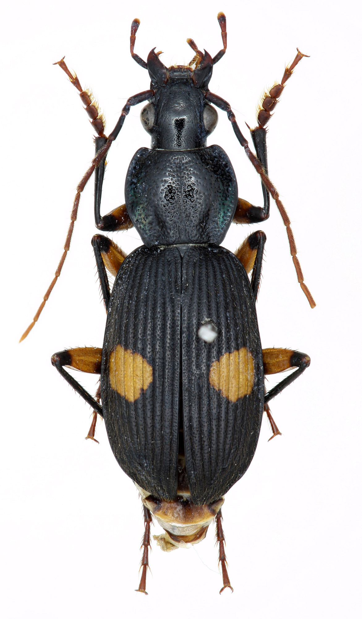 Genus Chlaenius Bonelli, 1810: - Carabidae