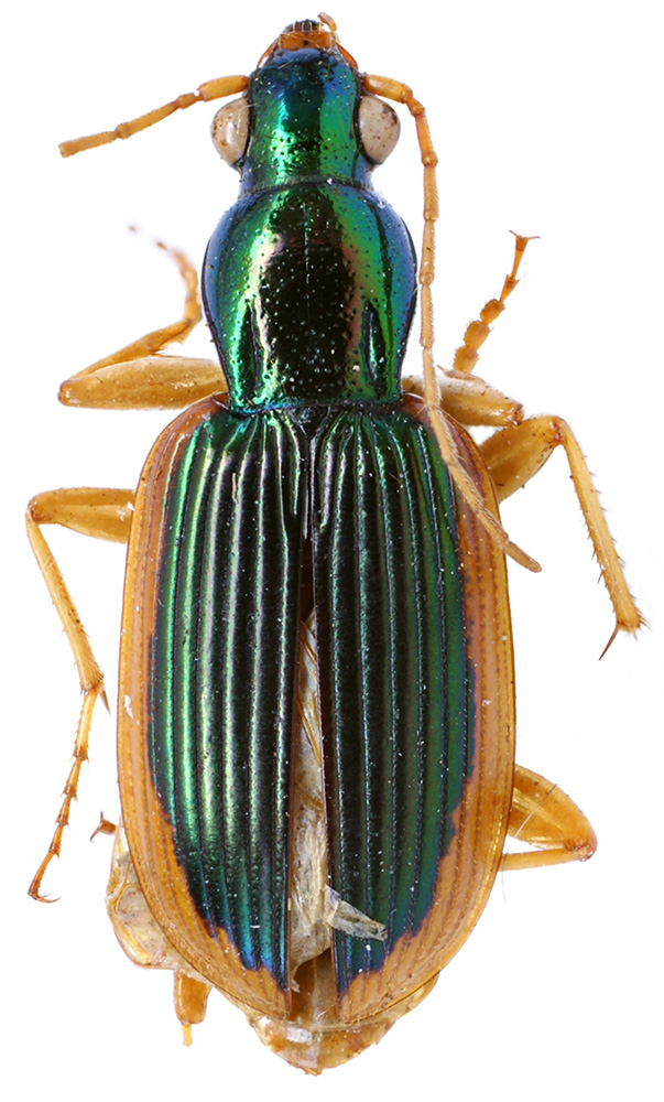 Tribe Chlaeniini Brulle, 1834 - Carabidae