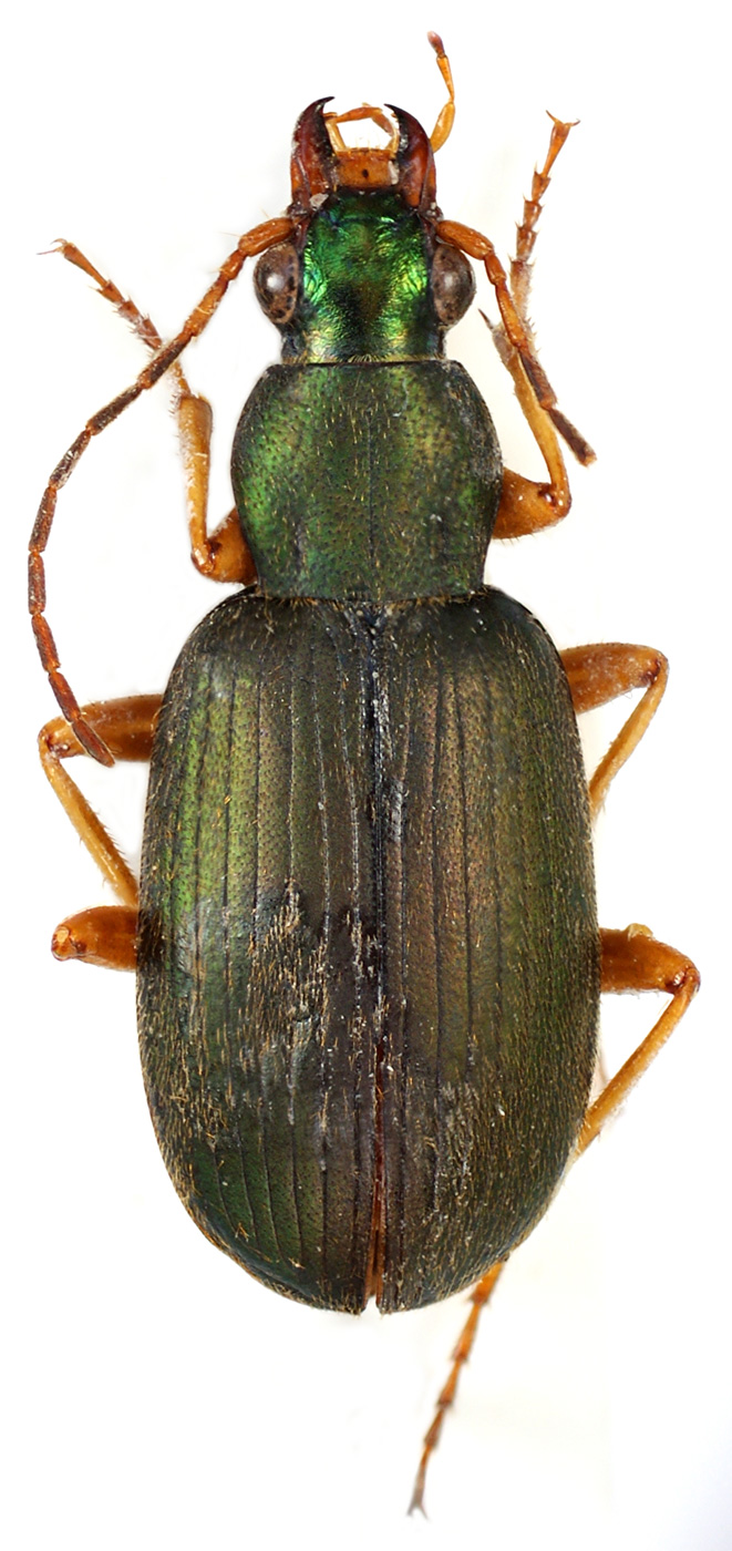 Subgenus Chlaenius sensu stricto - Carabidae