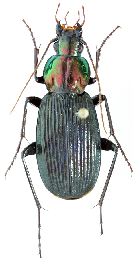 Subgenus Haplochlaenius Lutshnik, 1933: 169 - Carabidae