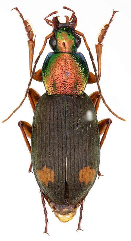 Chlaenius (Lissauchenius) posticalis Motschulsky, 1854 - Carabidae