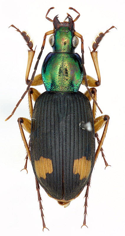 Chlaenius (Lissauchenius) rufifemoratus MacLeay, 1825 - Carabidae