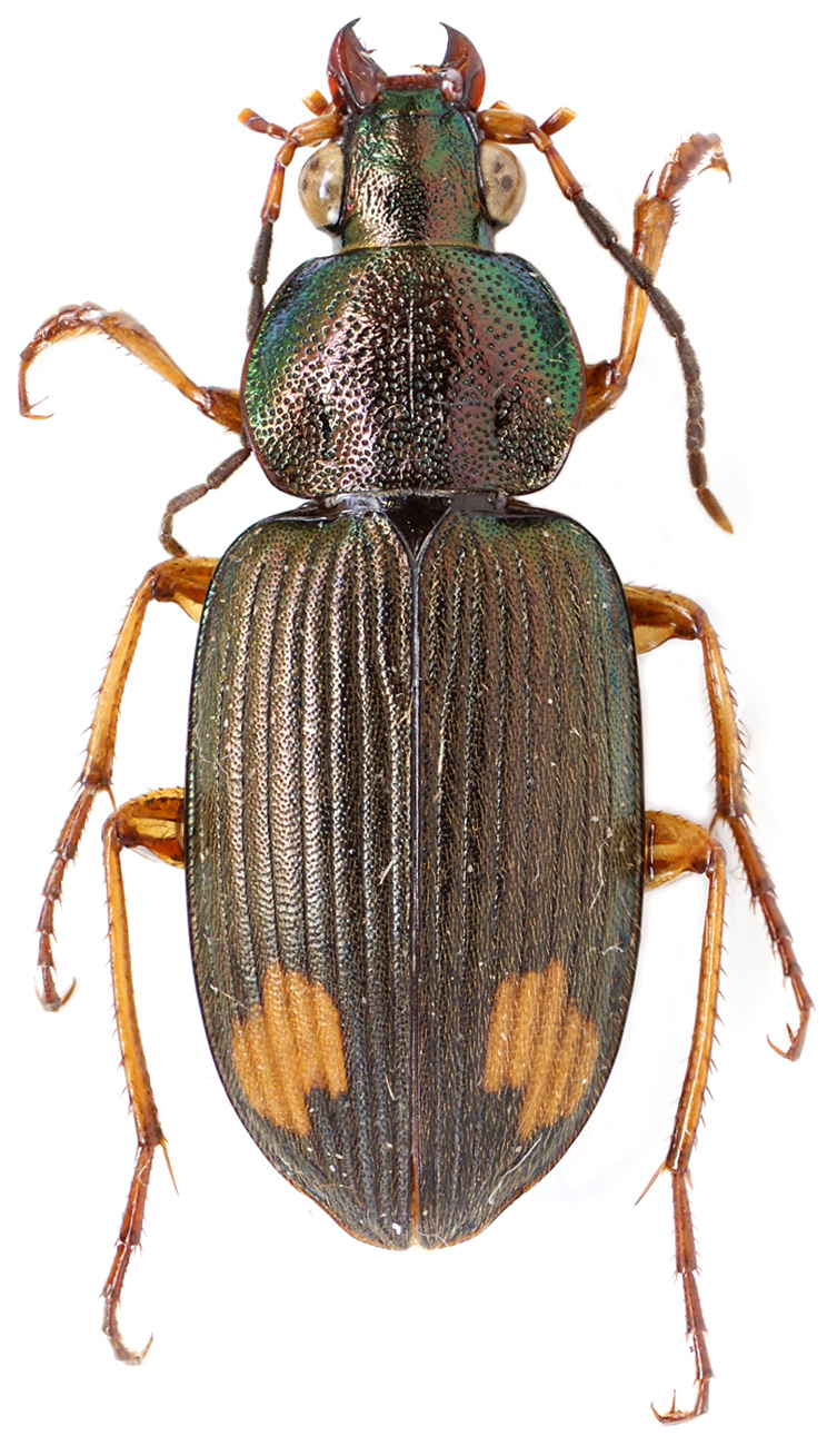 Subgenus Pachydinodes Kuntzen, 1919 - Carabidae