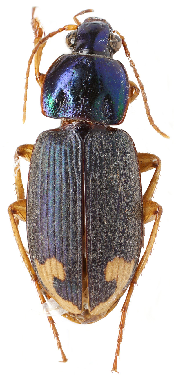 Chlaenius (Pachydinodes) conformis Dejean, 1831a: 630 - Carabidae