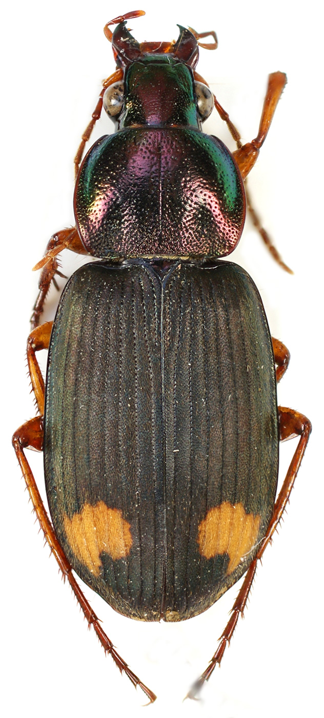 Subgenus Pachydinodes Kuntzen, 1919 - Carabidae