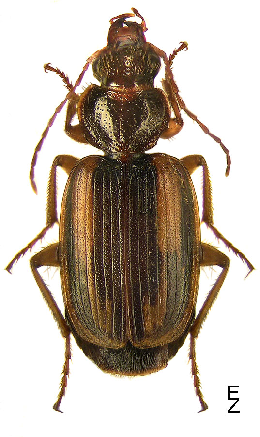 Subgenus Tarsostinus Motschulsky, 1864: 240 - Carabidae
