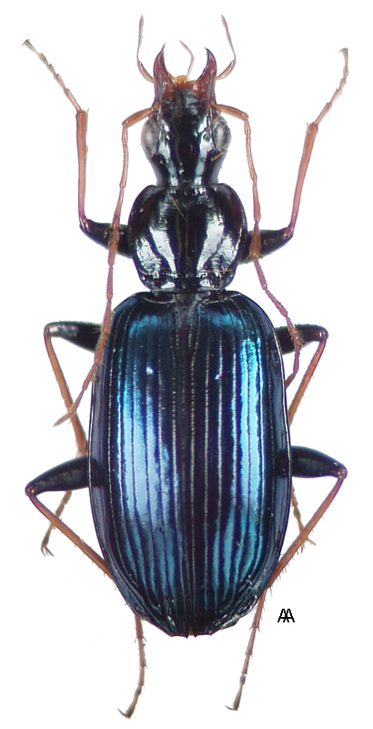 Dicranoncus femoralis Chaudoir, 1850c: 393 - Carabidae
