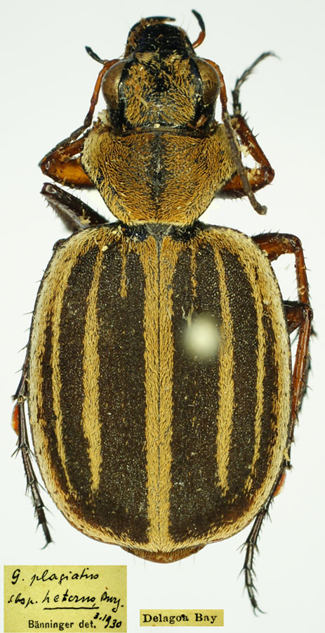 Subfamily Lebiinae Bonelli, 1810 - Carabidae