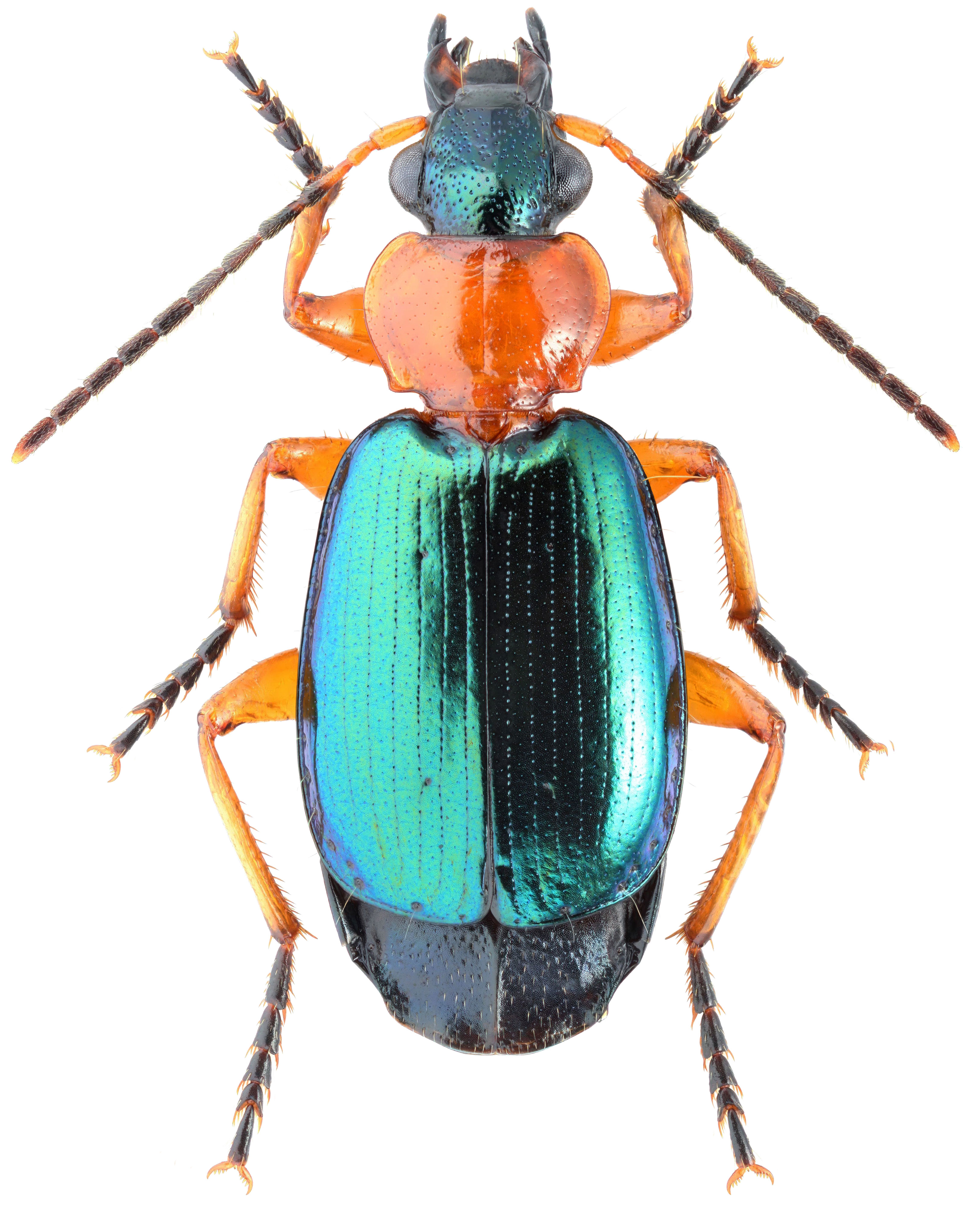 Lebia (Lamprias) chlorocephala (J.J. Hoffmann, 1803) - Carabidae