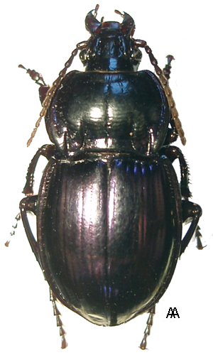 Genus Myas Sturm, 1826: 171 - Carabidae