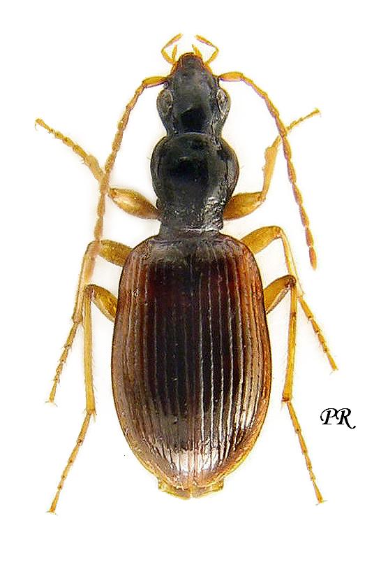 Oxypselaphus obscurus (Herbst, 1784) - Carabidae