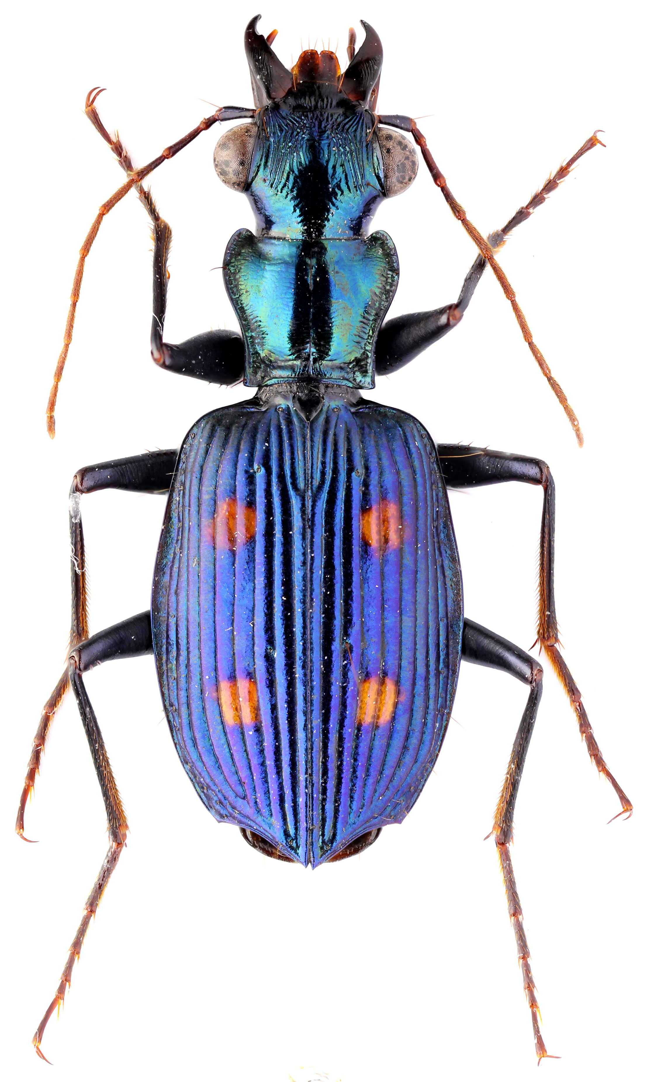 Subtribe Pericalina Hope, 1838 - Carabidae