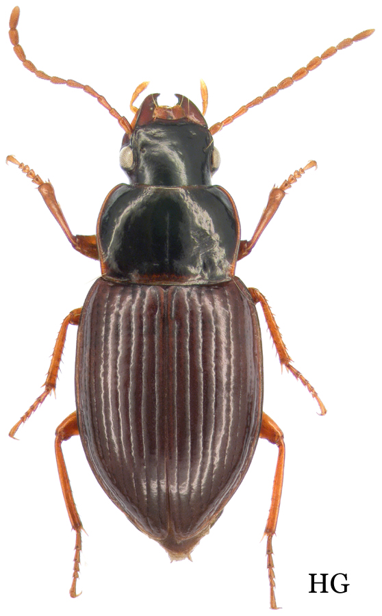 Subfamily Pterostichinae Bonelli, 1810 - Carabidae